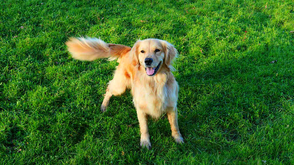 dog-golden-retriever-wagging-tail-Dog-Tail-ss-FEATURE